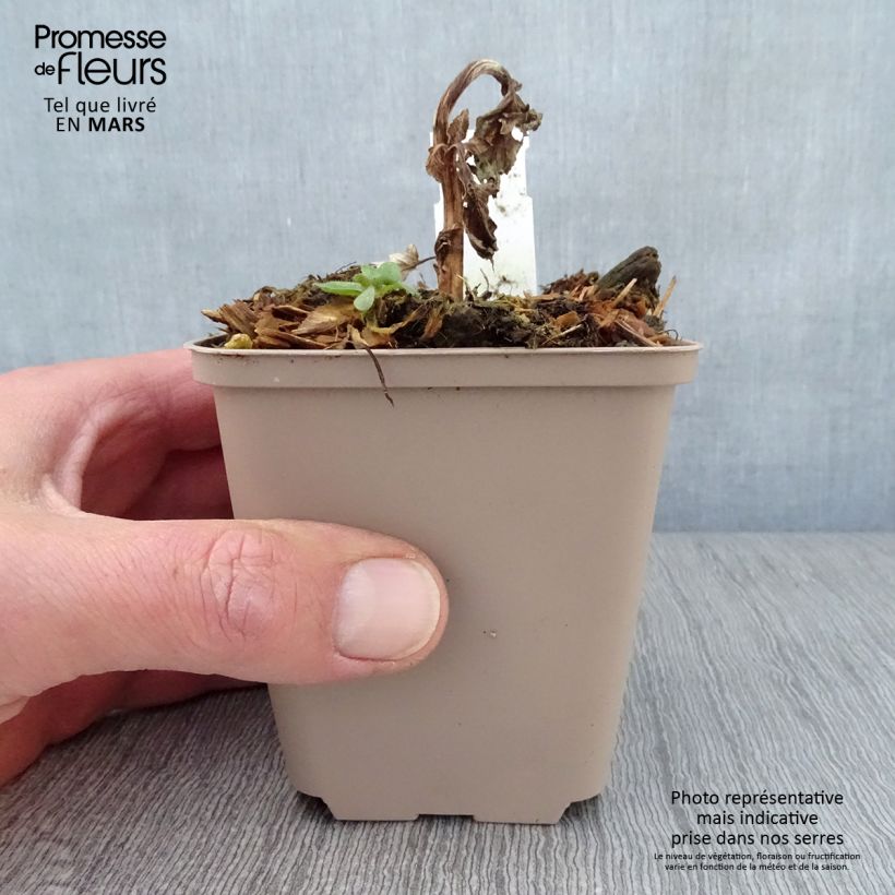 Exemplaar van Verbascum Royalty - Toorts Kweekpotje van 8/9 cm zoals geleverd in de lente