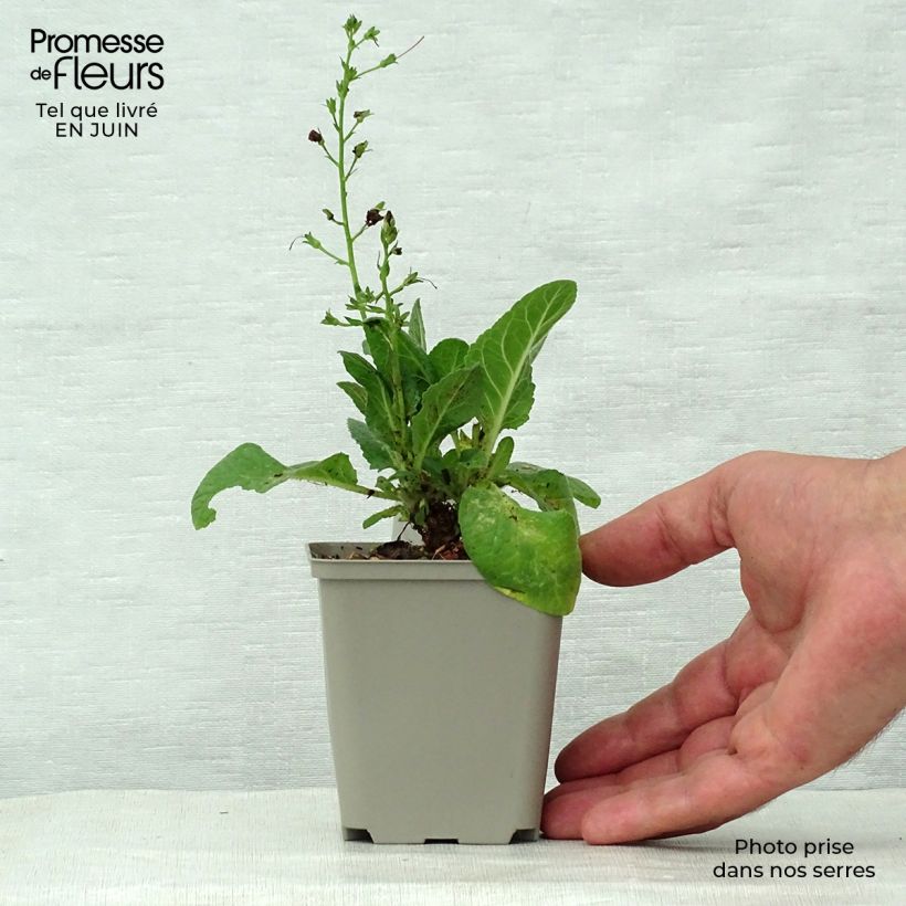 Exemplaar van Verbascum Sugar Plum - Toorts Kweekpotje van 8/9 cm zoals geleverd in de zomer