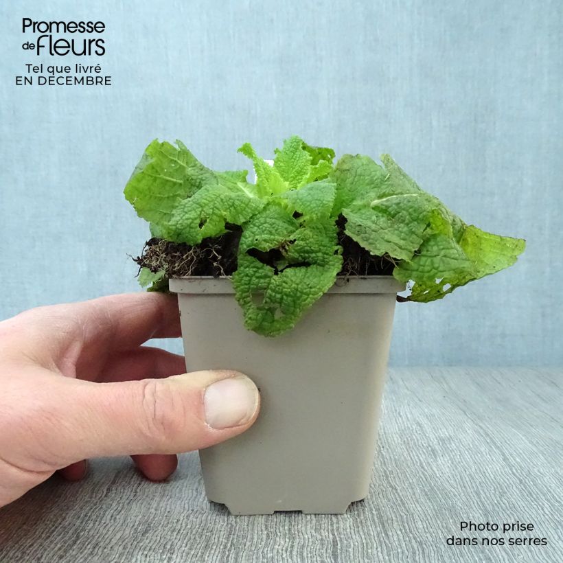 Example of Verbascum White Domino - Molène hybride Kweekpotje van 8/9 cm as you get in hiver