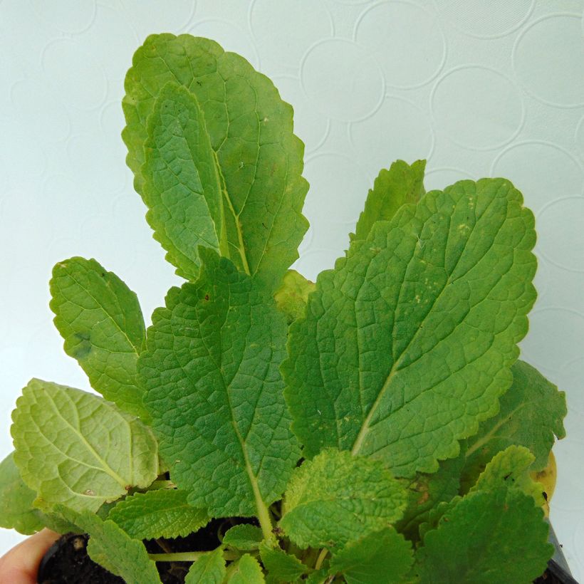 Verbascum x chaixii White Domino - Toorts (Foliage)