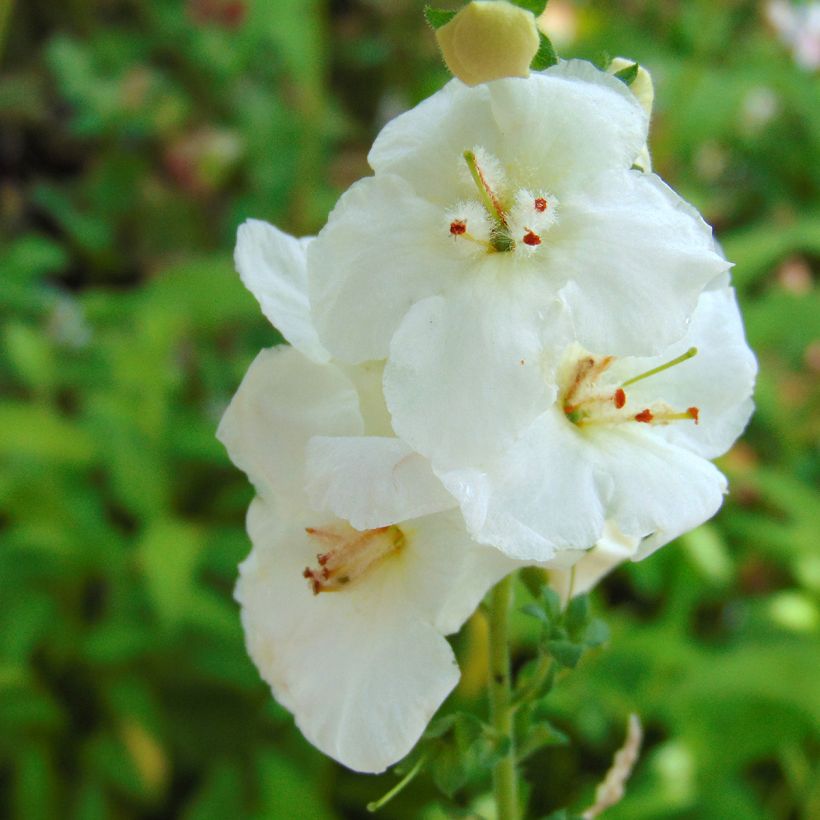 Verbascum x chaixii White Domino - Toorts (Flowering)