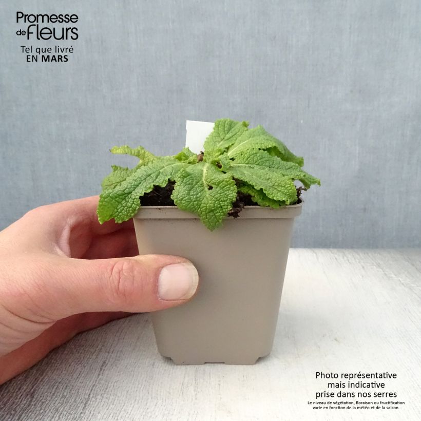 Exemplaar van Verbascum x chaixii White Domino - Toorts Kweekpotje van 8/9 cm zoals geleverd in de lente