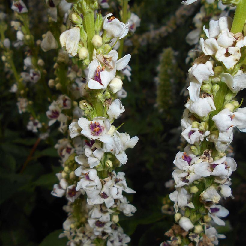 Verbascum chaixii Album - Toorts (Flowering)