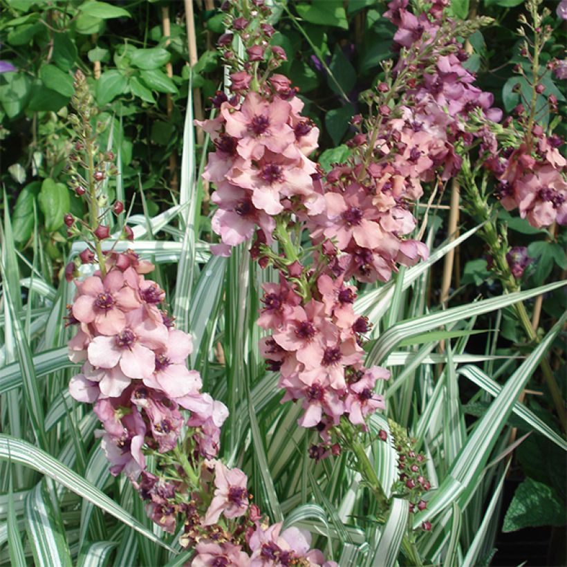 Verbascum Southern Charm - Toorts (Flowering)