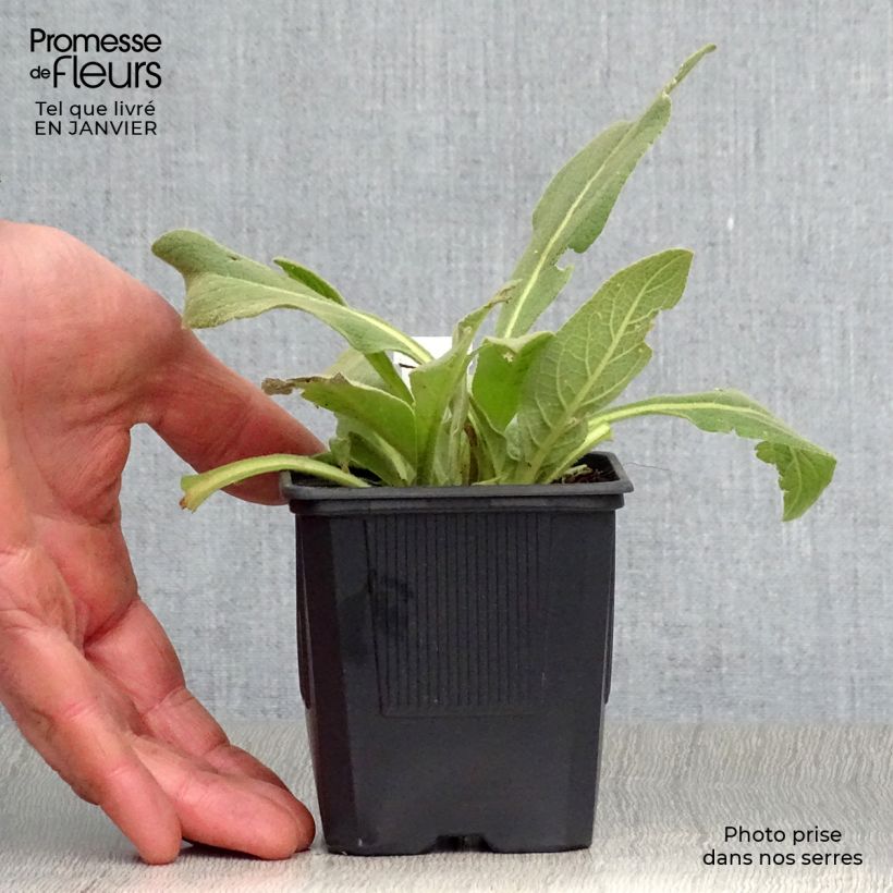 Example of Verbascum olympicum - Molène d'Olympe Kweekpotje van 8/9 cm as you get in hiver