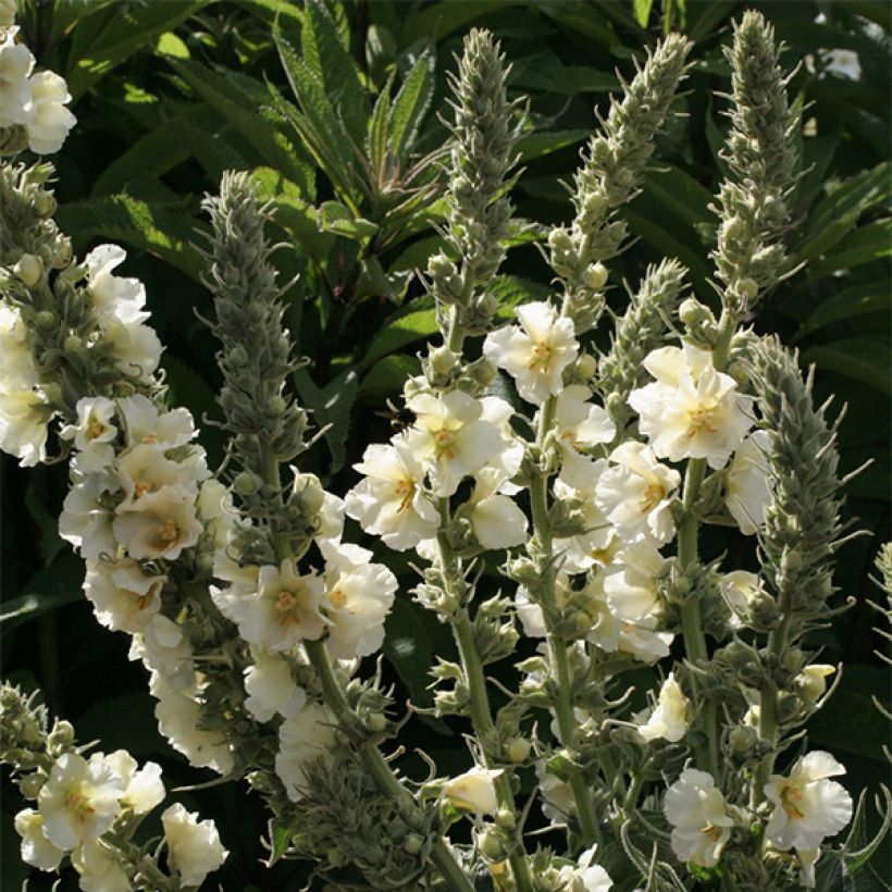 Verbascum phlomoides Spica - Keizerskaars (Flowering)