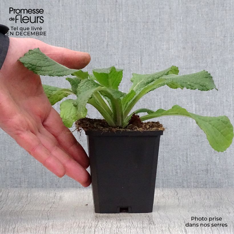 Example of Verbascum phlomoides Spica - Molène blanche Kweekpotje van 8/9 cm as you get in hiver