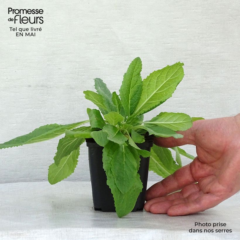 Exemplaar van Verbascum phoeniceum Flush of White - Paarse toorts Kweekpotje van 8/9 cm zoals geleverd in de lente