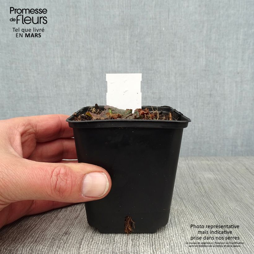 Example of Verbascum phoeniceum Violetta - Paarse toorts Kweekpotje van 8/9 cm as you get in hiver