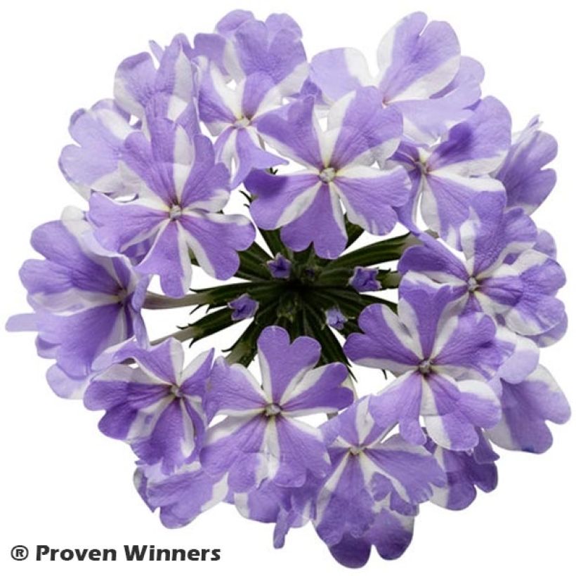 Verbena Virgo Lavender Star - Hangverbena (Flowering)