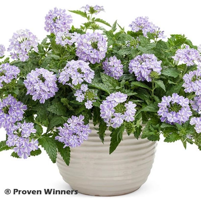 Verbena Virgo Lavender Star - Hangverbena (Plant habit)