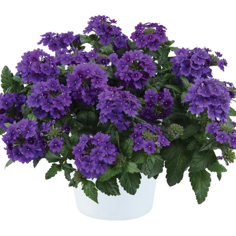 Verbena Virgo Up Purple - Hangverbena (Plant habit)