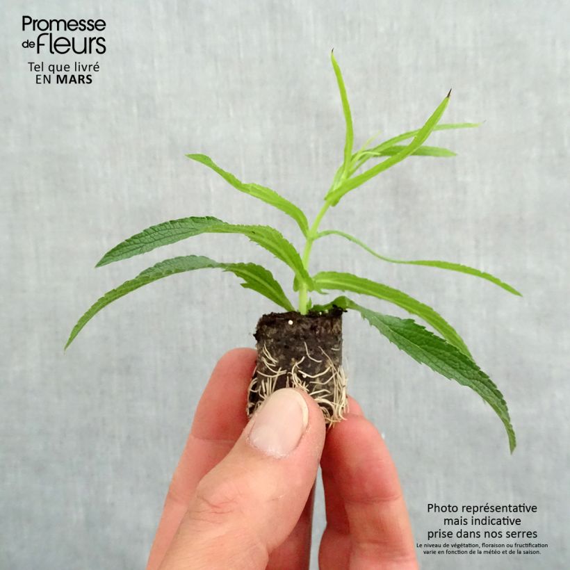 Example of Verbena bonariensis Cloud - Verveine de Buenos Aires Mini-mot Ø 1,5/2,5 cm as you get in printemps