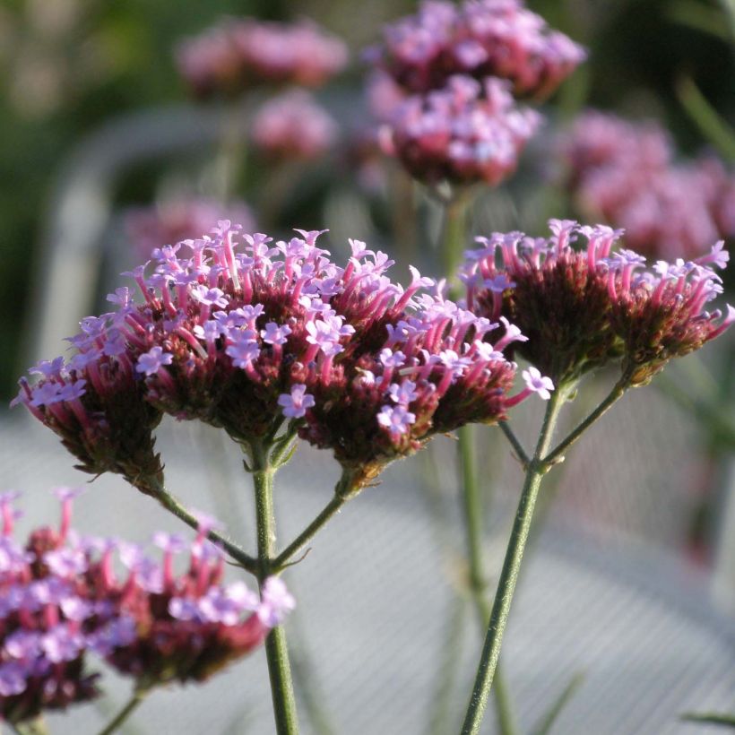 Verbena bonariensis Lollipop - Reuzenverbena (Flowering)