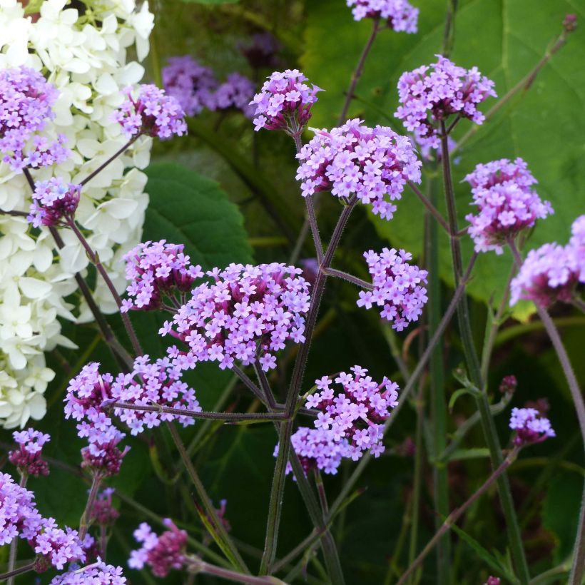 Verbena bonariensis Lollipop - Reuzenverbena (Plant habit)