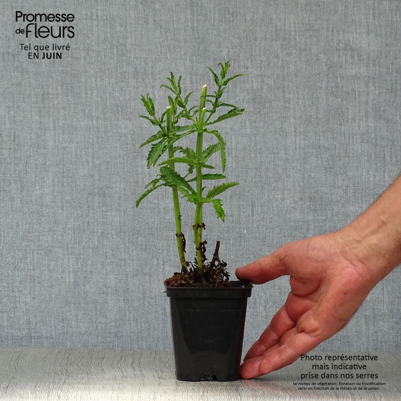 Exemplaar van Verbena bonariensis Lollipop - Reuzenverbena Kweekpotje van 8/9 cm zoals geleverd in de zomer