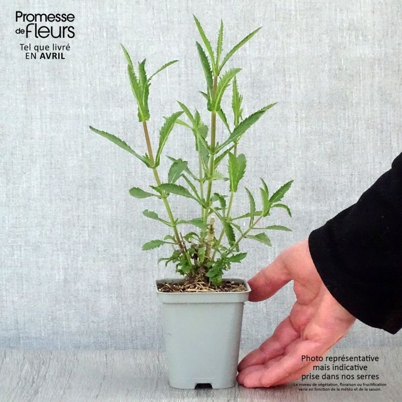 Exemplaar van Verbena bonariensis Lollipop - Reuzenverbena Kweekpotje van 8/9 cm zoals geleverd in de lente