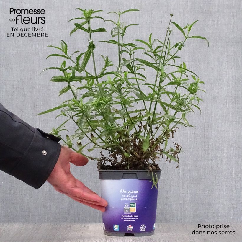 Example of Verbena bonariensis Lollipop - Verveine de Buenos Aires naine Pot van 2 l/3 l as you get in hiver