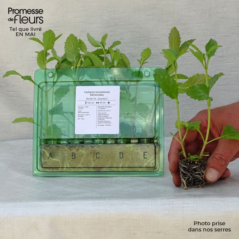 Example of Verbena bonariensis - Reuzenverbena Mini-mot Ø 3/4 cm as you get in printemps