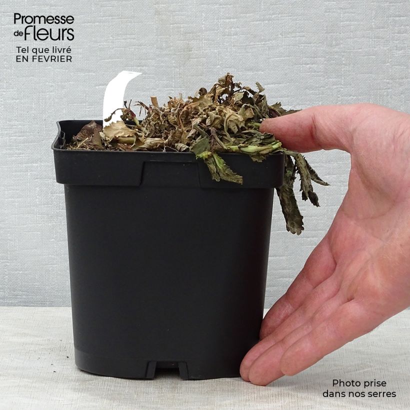 Example of Verbena bonariensis - Reuzenverbena Pot van 2 l/3 l as you get in hiver