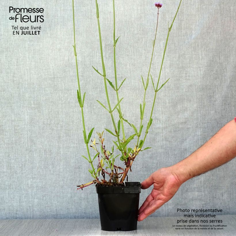 Exemplaar van Verbena bonariensis - Reuzenverbena Pot van 2 l/3 l zoals geleverd in de zomer