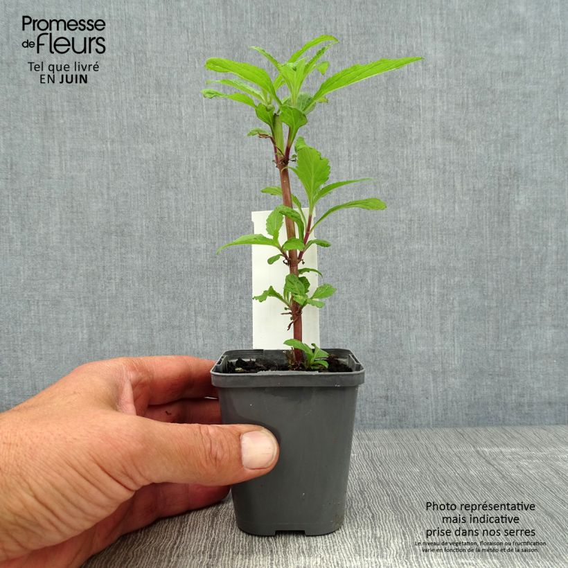 Exemplaar van Verbena hastata Blue Spires - Blauwe verbena Kweekpotje van 8/9 cm zoals geleverd in de zomer