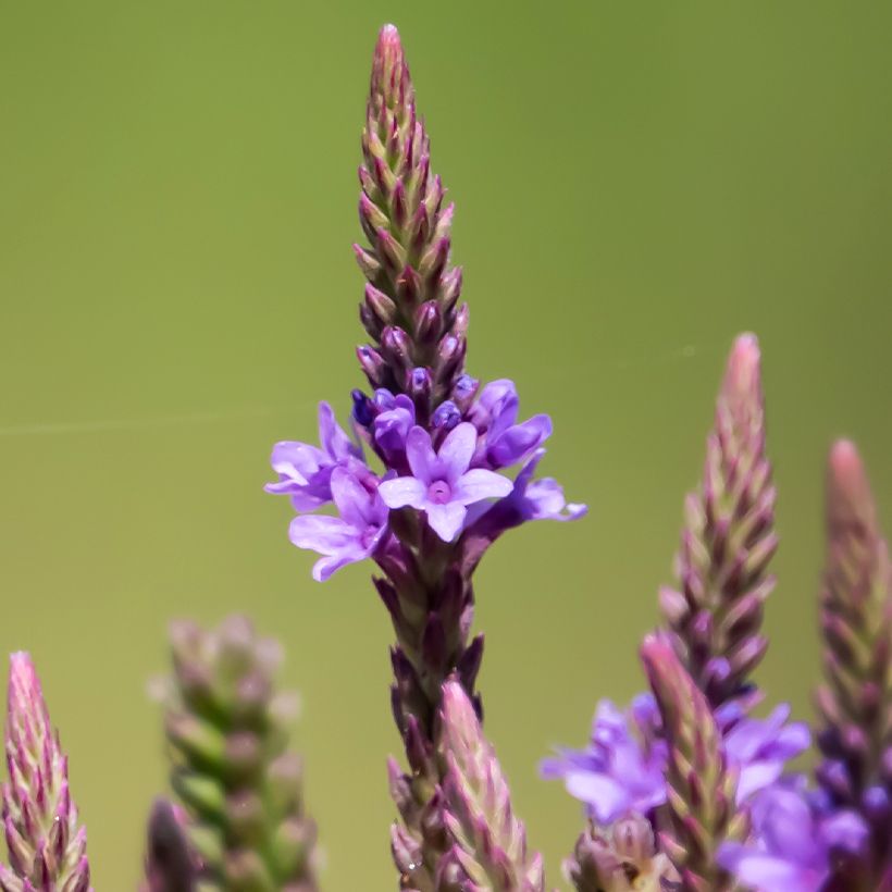 Verbena hastata Blue Spires - Blauwe verbena (Bloei)