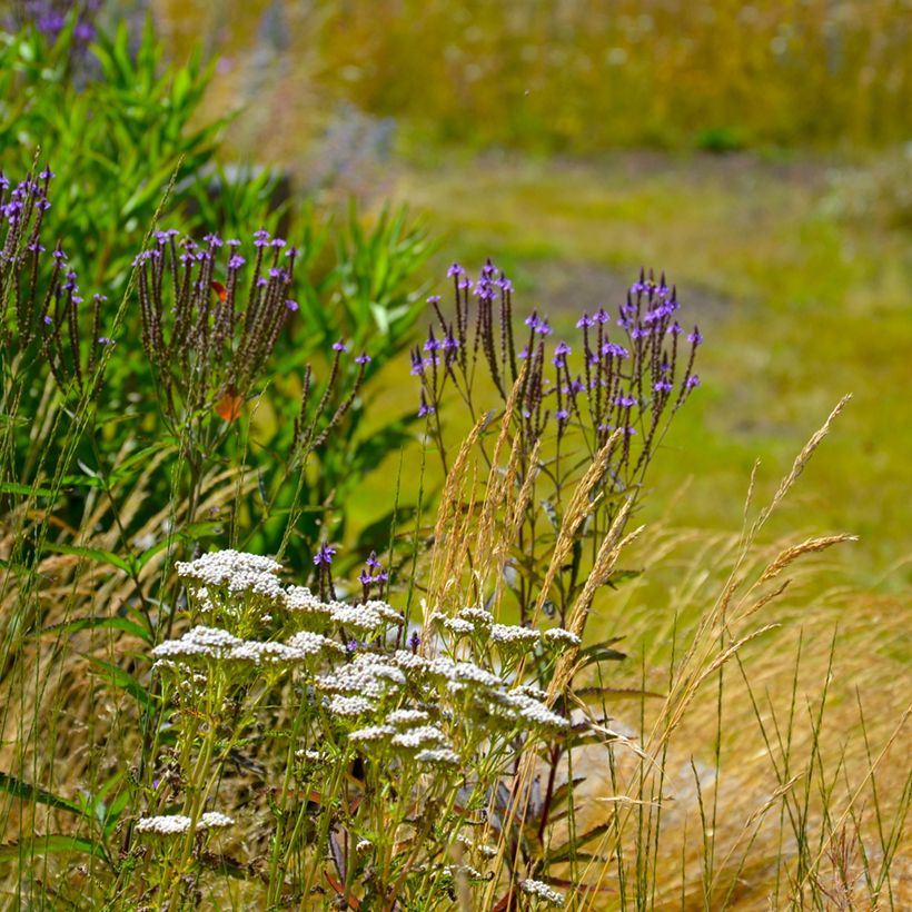 Verbena hastata Blue Spires - Blauwe verbena (Groeiplaats)