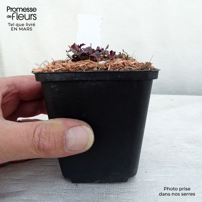 Exemplaar van Verbena officinalis Bampton - Ijzerhard Kweekpotje van 8/9 cm zoals geleverd in de lente