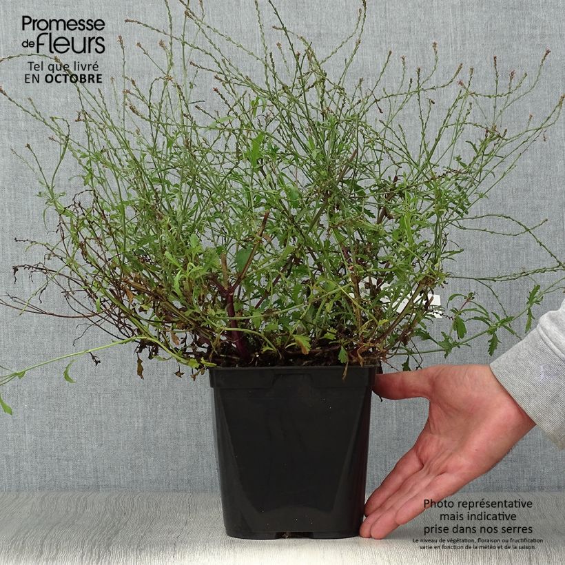Exemplaar van Verbena officinalis Bampton - Ijzerhard Pot van 2 l/3 l zoals geleverd in de herfst