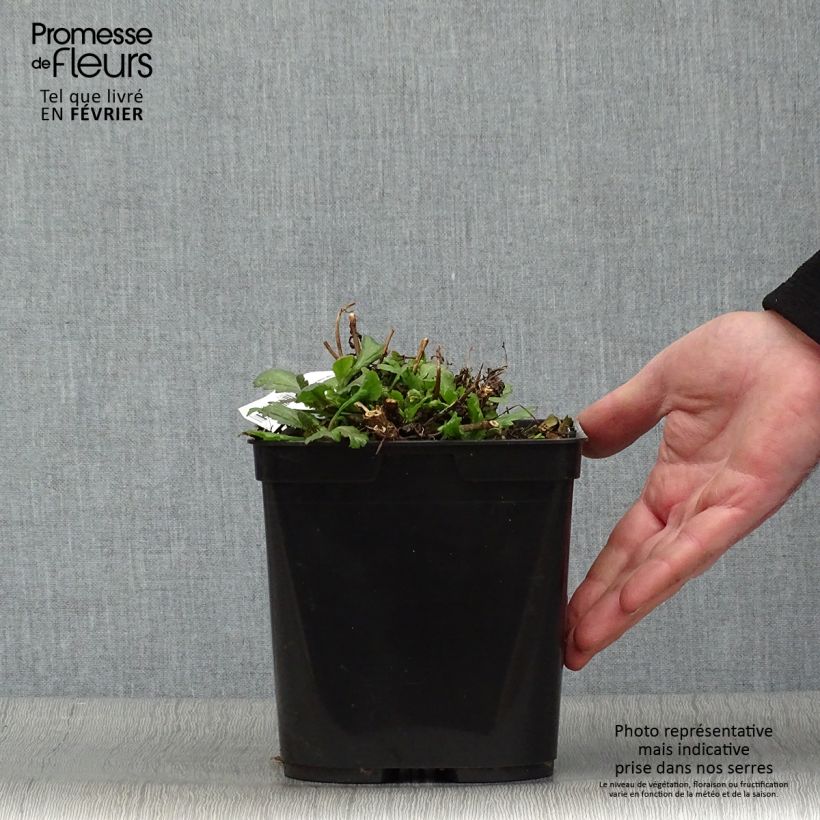 Example of Verbena officinalis Bampton - Verveine officinale Pot van 2 l/3 l as you get in hiver