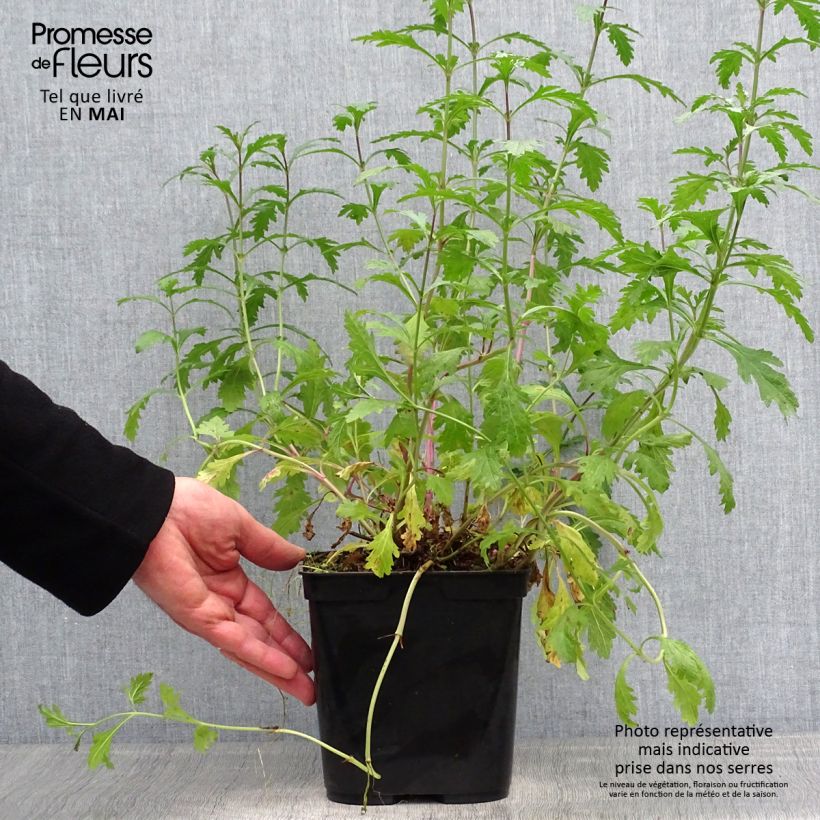 Exemplaar van Verbena officinalis Bampton - Ijzerhard Pot van 2 l/3 l zoals geleverd in de lente