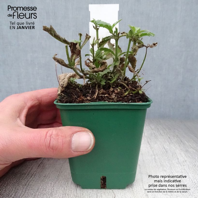 Example of Verbena rigida Venosa - IJzerhard rugueuse Kweekpotje van 8/9 cm as you get in hiver