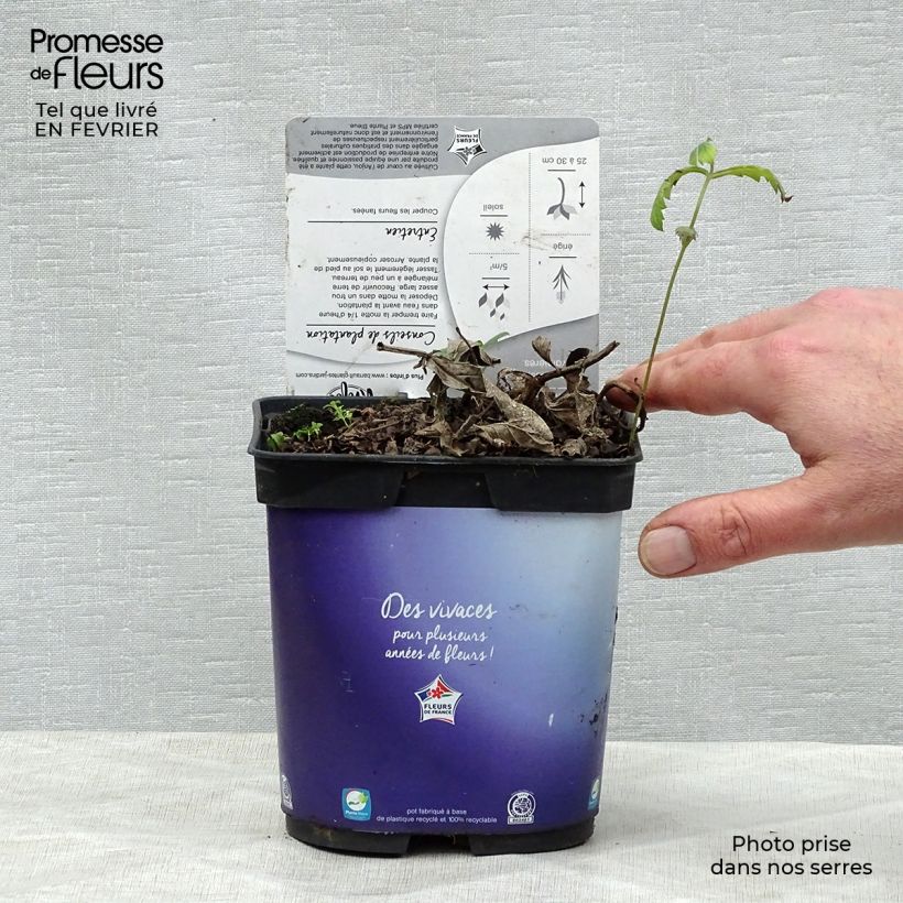 Example of Verbena rigida Venosa - IJzerhard rugueuse Pot van 2 l/3 l as you get in hiver