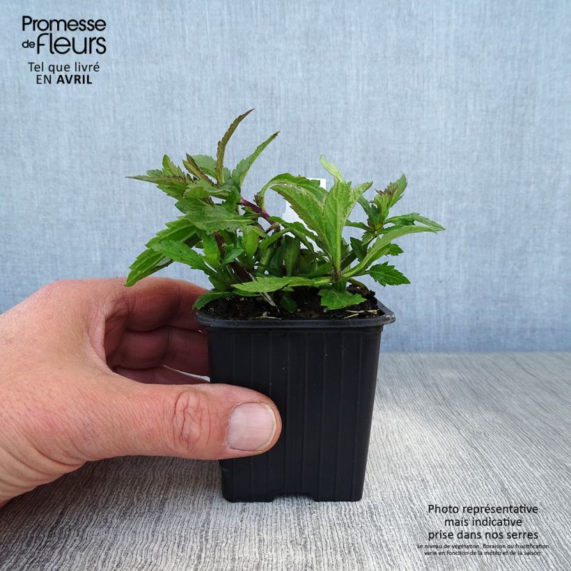 Exemplaar van Verbena Lavender Spires - Hangverbena Kweekpotje van 8/9 cm zoals geleverd in de lente