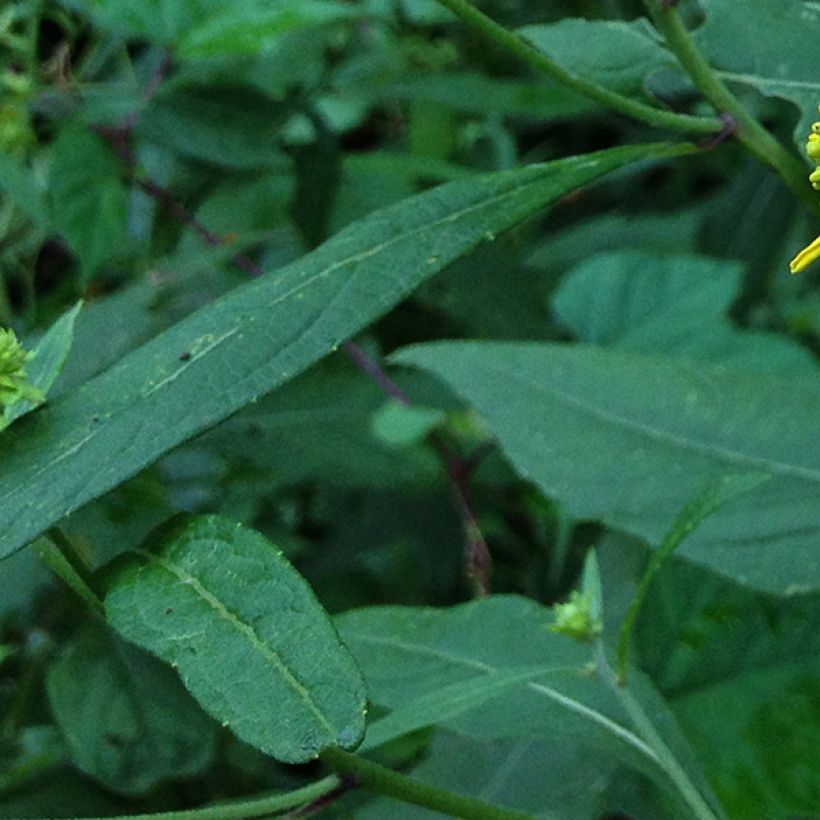 Verbesina alternifolia - Verbesina (Foliage)