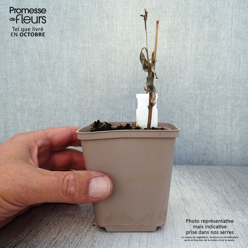 Exemplaar van Verbesina alternifolia - Verbesina Kweekpotje van 8/9 cm zoals geleverd in de herfst