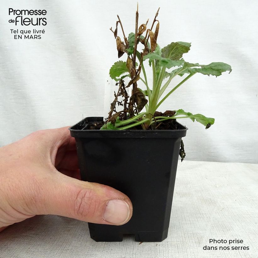 Exemplaar van Solidago sphacelata Golden Fleece - Guldenroede Kweekpotje van 8/9 cm zoals geleverd in de lente