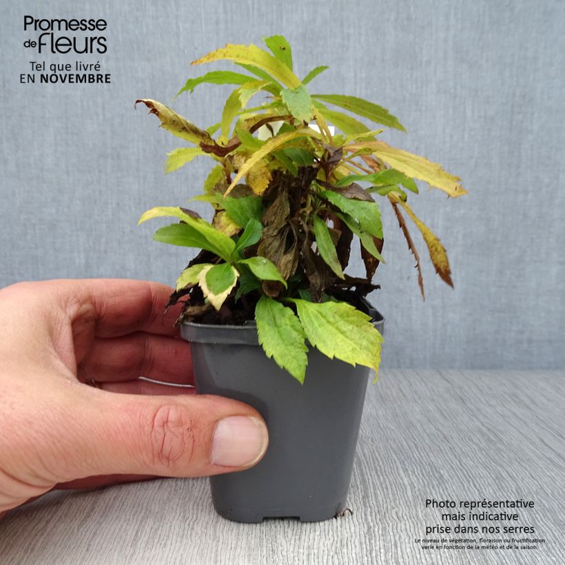 Exemplaar van Solidago canadensis - Canadese guldenroede Kweekpotje van 7/8 cm zoals geleverd in de herfst