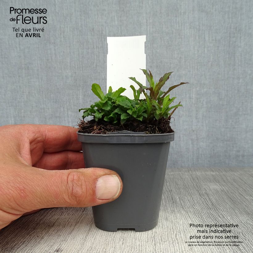 Exemplaar van Solidago canadensis - Canadese guldenroede Kweekpotje van 7/8 cm zoals geleverd in de lente