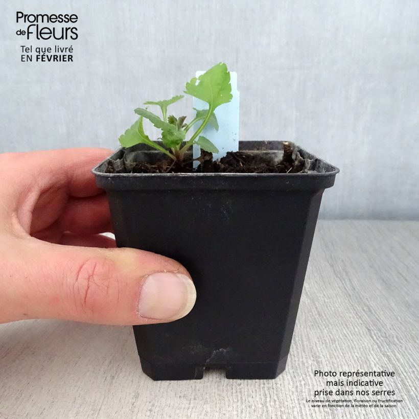 Example of Verge d'or naine Golden Fleece - Solidago sphacelata Golden Fleece Kweekpotje van 8/9 cm as you get in hiver