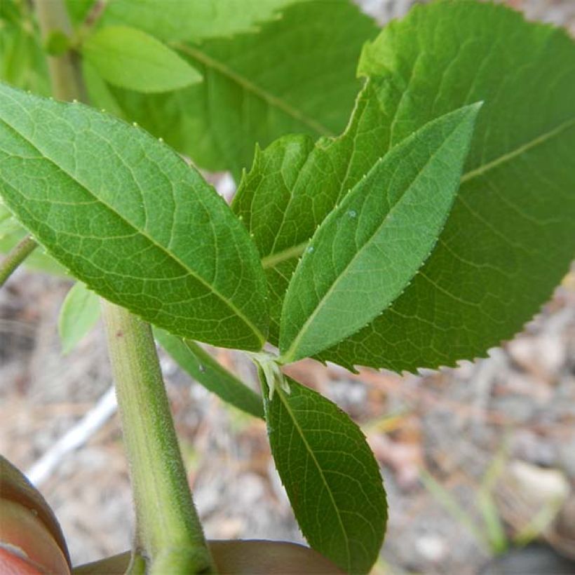 Vernonia baldwinii - Ijzerkruid (Foliage)