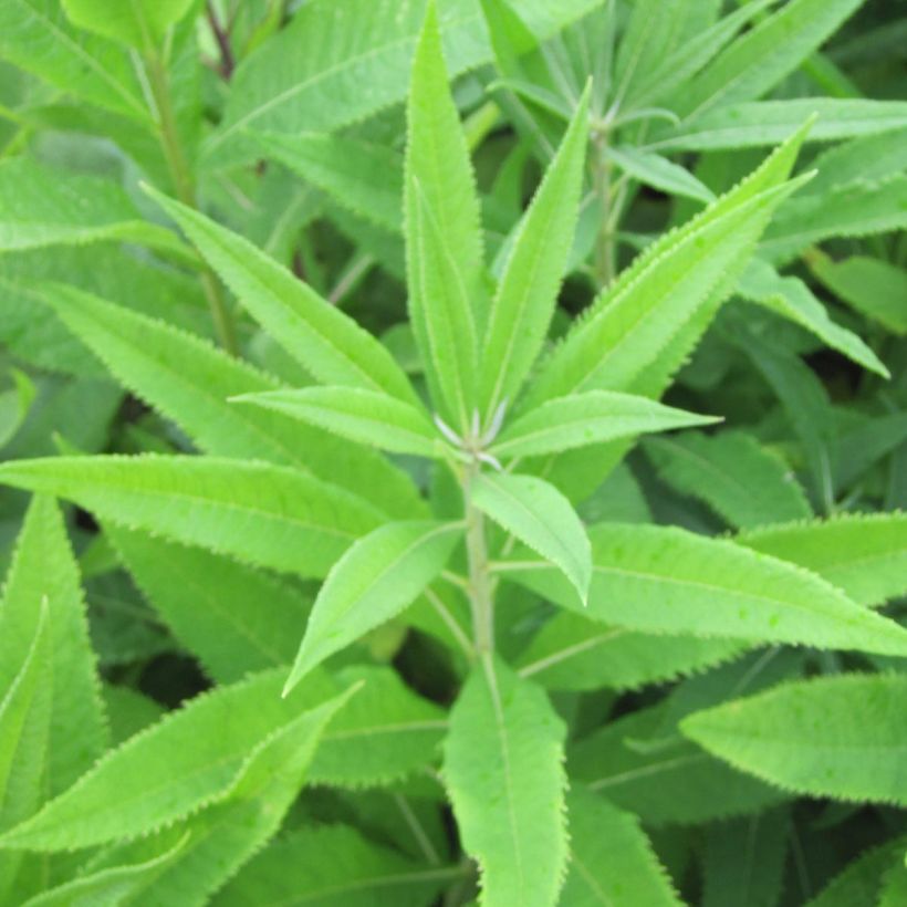 Vernonia crinita var. alba - Ijzerkruid (Foliage)