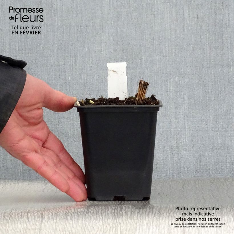 Example of Vernonia crinita Alba - Vernone blanche Kweekpotje van 8/9 cm as you get in hiver