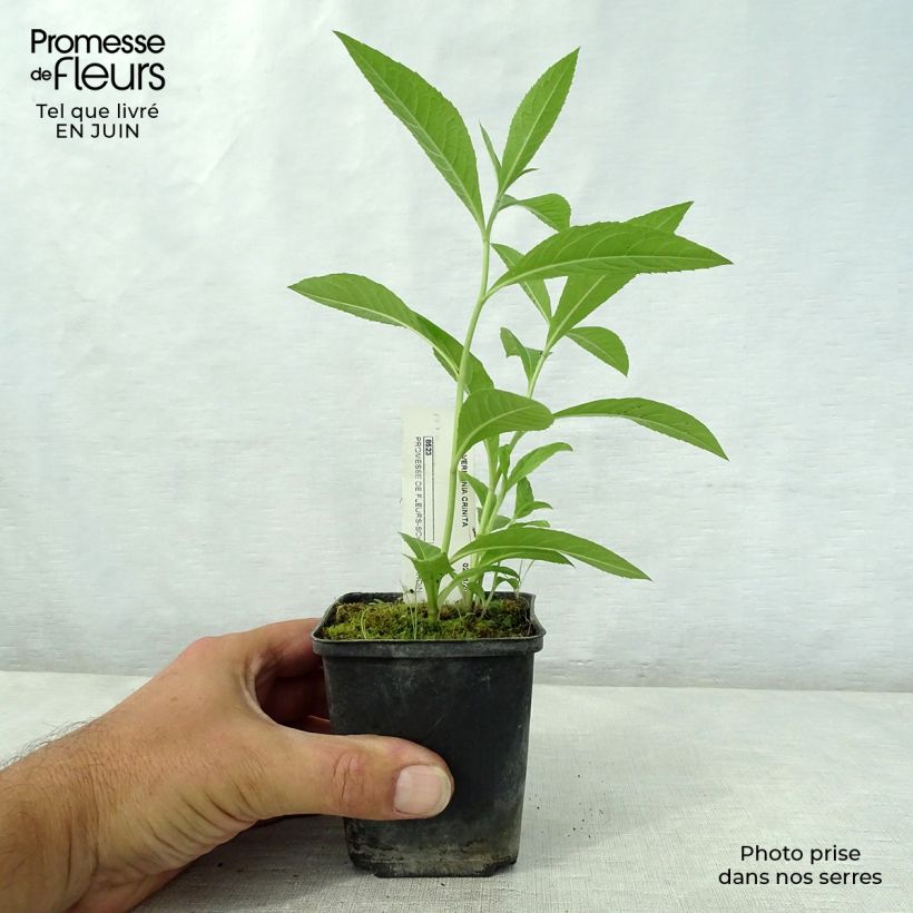 Exemplaar van Vernonia crinita - Vernone Godet de 8/9 cm zoals geleverd in de zomer