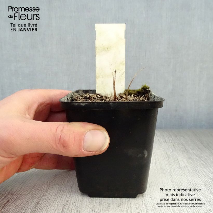 Example of Vernonia crinita - Vernone Kweekpotje van 8/9 cm as you get in hiver