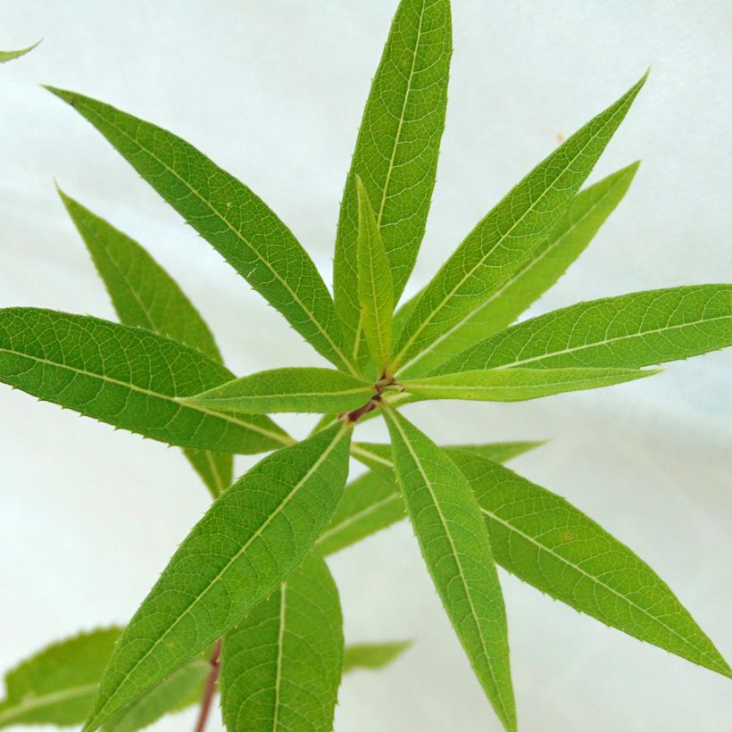 Vernonia crinita Mammuth - Ijzerkruid (Foliage)