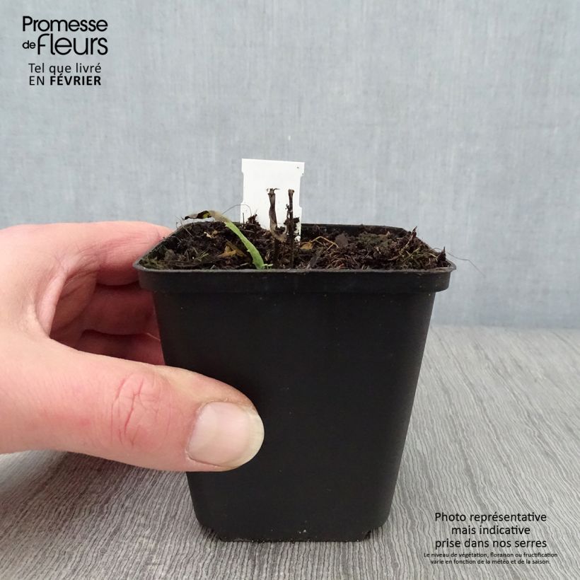 Example of Vernonia crinita Mammuth - Vernone violet mauve Kweekpotje van 8/9 cm as you get in hiver