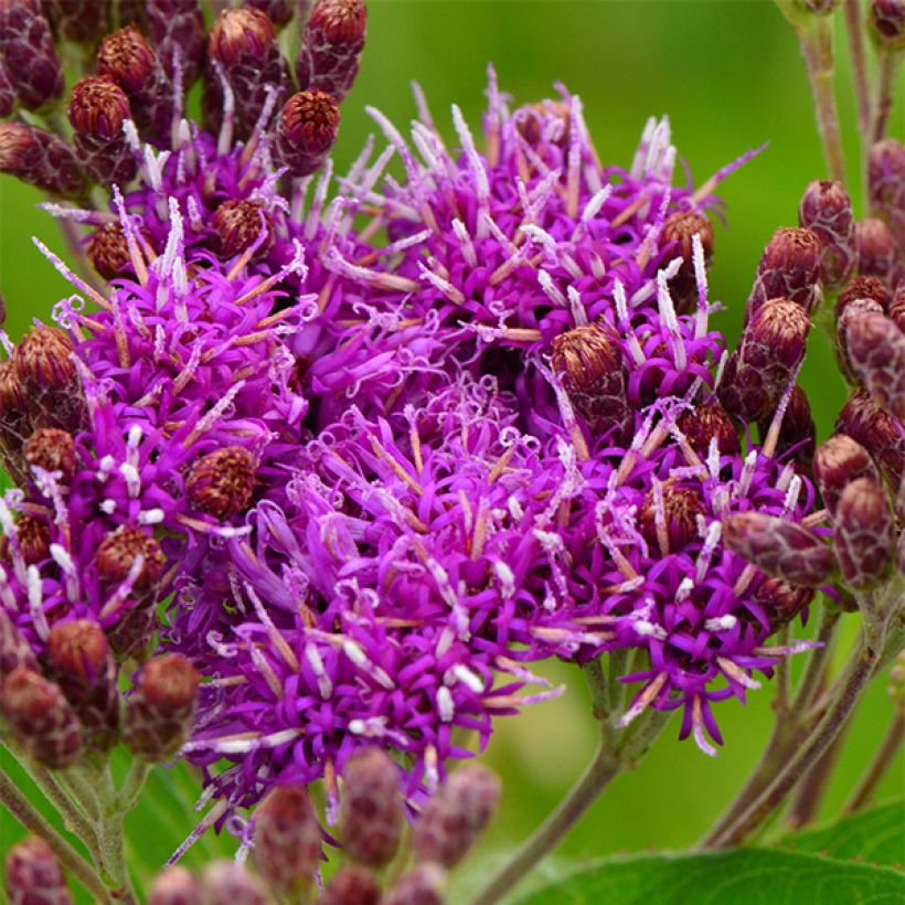 Vernonia fasciculata - Ijzerkruid (Bloei)