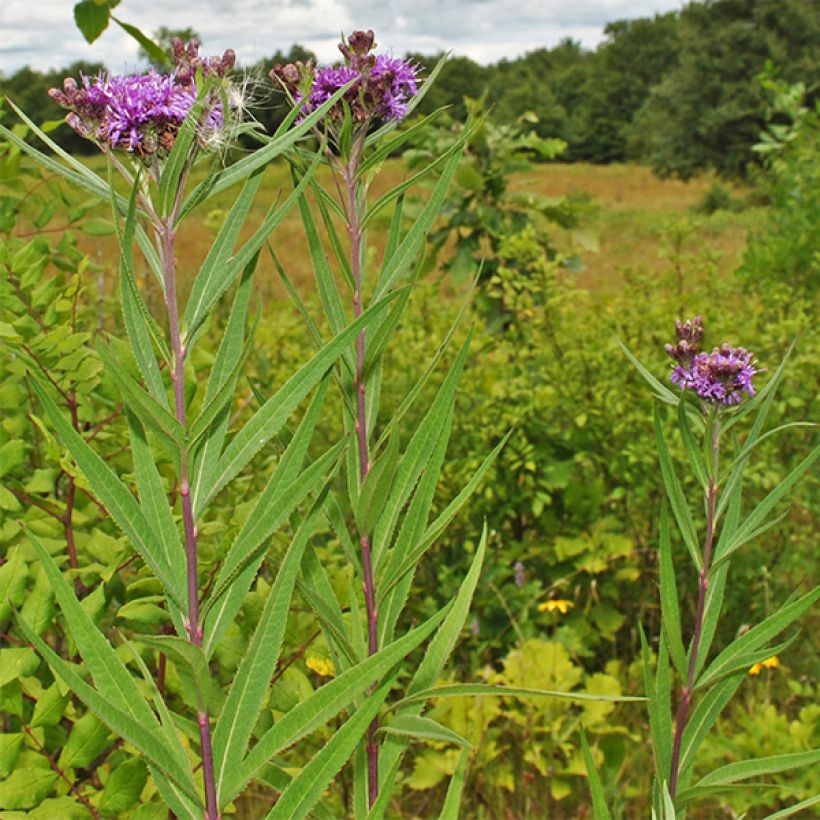 Vernonia fasciculata - Ijzerkruid (Groeiplaats)